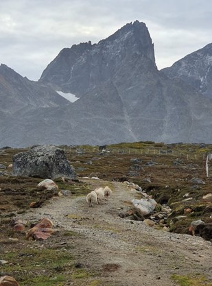 Sheep walking at the foothills of the mountains in Nanortalik.